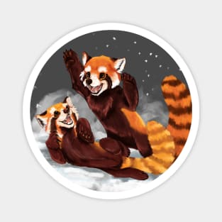 Red Pandas Playing in the Snow Magnet